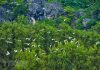 Tội vi phạm các quy định về quản lý khu bảo tồn thiên nhiên